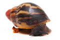 Archachatina marginata egregia Cameroon typ 2b semiadult